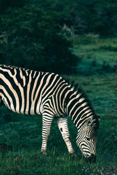 wild nature picture elegant grazing zebra scene