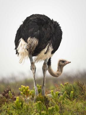 wild nature picture elegant ostrich meadow scene 