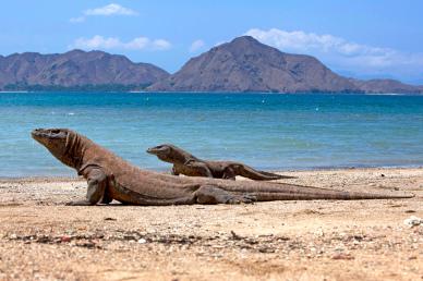 wild nature picture elegant sea komodo dragon animals scene