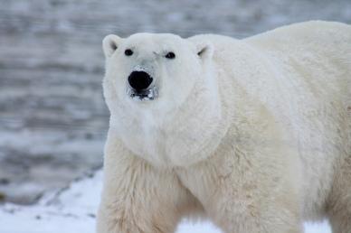 wild nature picture elegant white bear