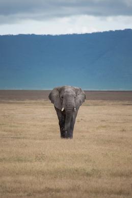 wild nature picture elephant grassland scene