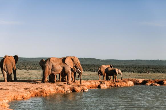 wild nature picture elephants herd river scene 