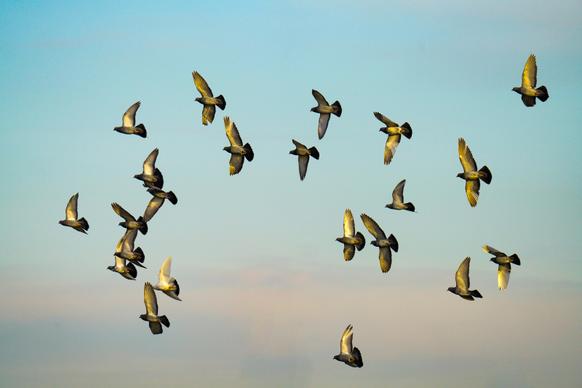 wild nature picture flying dove flock