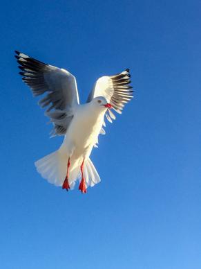 wild nature picture flying hunting seagull 