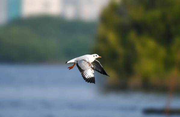 wild nature picture flying seagull blurred scene 