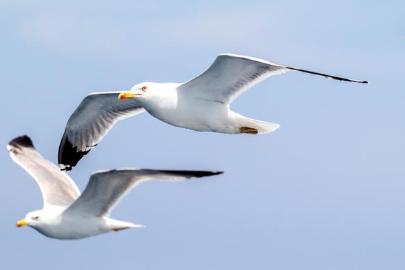wild nature picture flying seagulls flock 