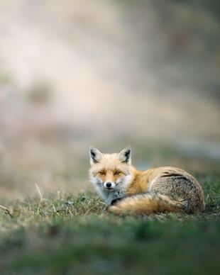 wild nature picture fox lying meadow