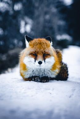 wild nature picture fox sleeping on snow 