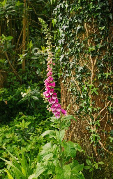 wild nature picture Foxglove flowers trees