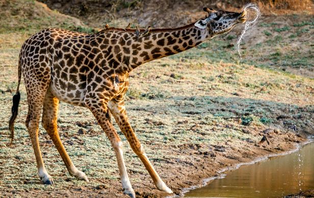 wild nature picture giraffe drinking water scene 