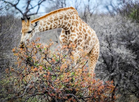 wild nature picture giraffe eating scene 