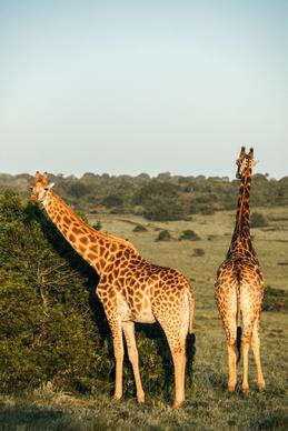 wild nature picture giraffe herd trees grassland scene