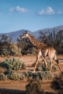 wild nature picture giraffe walking scene 