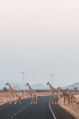 wild nature picture giraffes herd crossing road