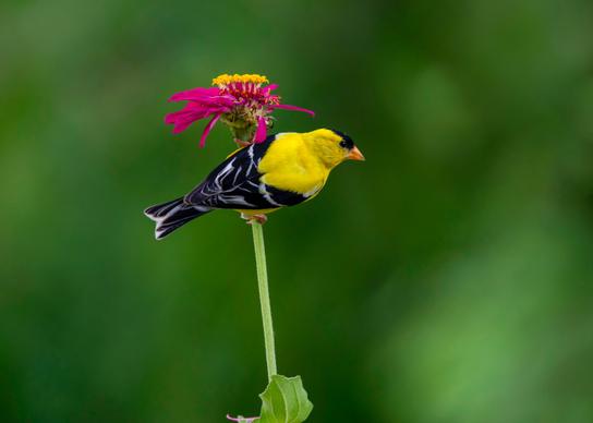 wild nature picture goldfinches bird perching flowers