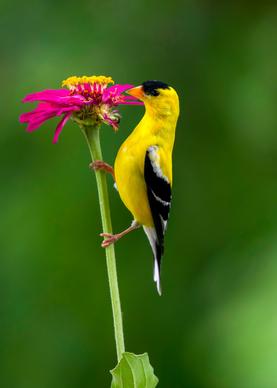 wild nature picture goldfinches eating flower closeup