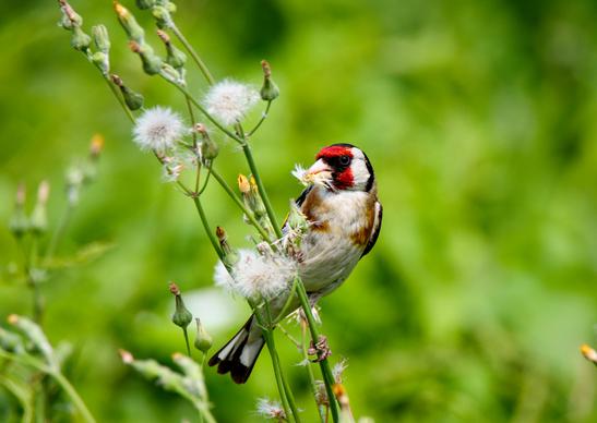 wild nature picture goldfinches eating flowers closeup elegance