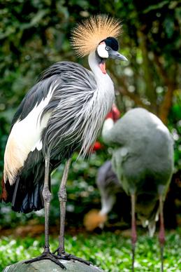 wild nature picture grey crowned crane herd closeup