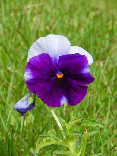 wild nature picture growing Pansy flower grass scene