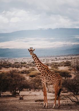wild nature picture high giraffe desert contrast scene 
