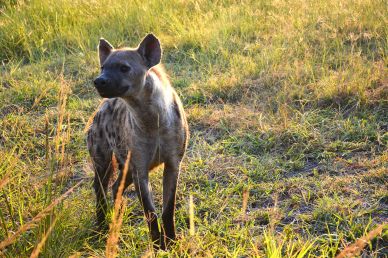 wild nature picture hyena grassland scene