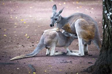 wild nature picture kangaroo breastfeeding scene