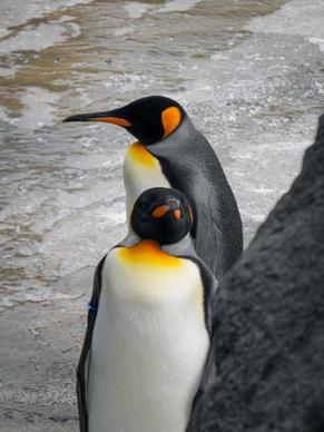 wild nature picture king penguin flock