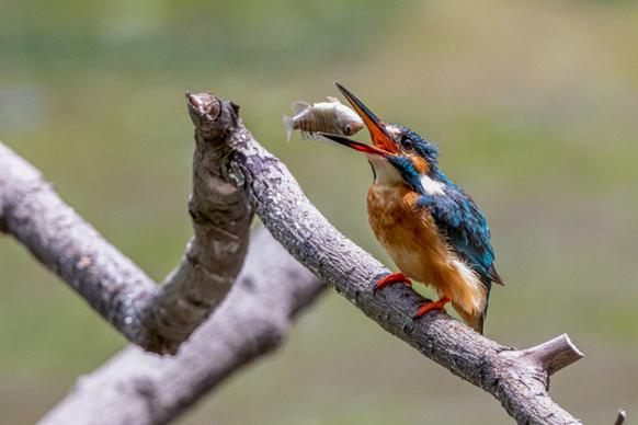 wild nature picture kingfisher eating prey closeup