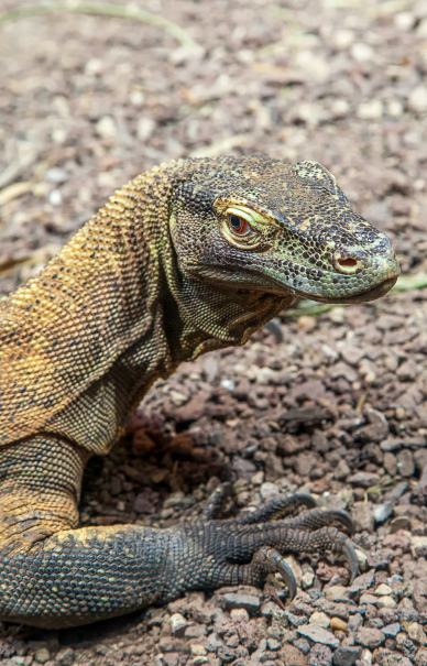 wild nature picture komodo dragon closeup