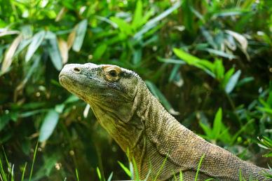 wild nature picture komodo dragon closeup leaves scene