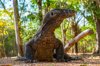 wild nature picture komodo dragon forest scene