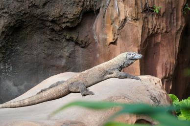 wild nature picture komodo dragon lying on rock