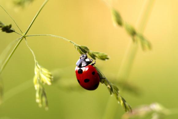 wild nature picture ladybug perching branch closeup