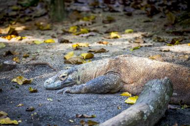 wild nature picture lying komodo dragon scene