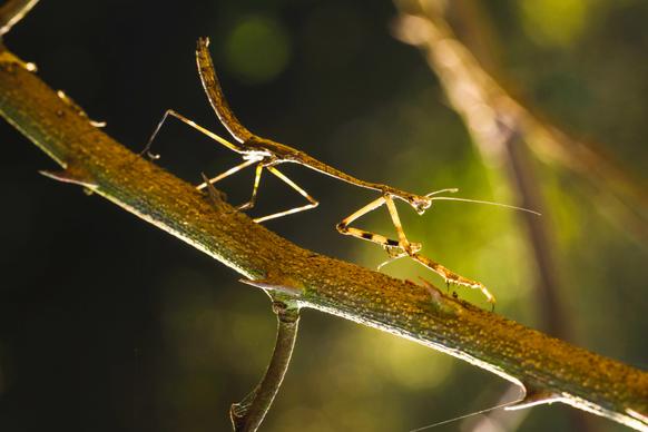 wild nature picture mantis dynamic crawling on branch 