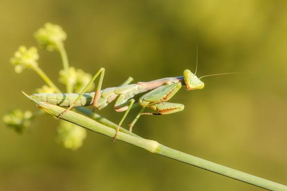 wild nature picture mantis perching branch closeup 