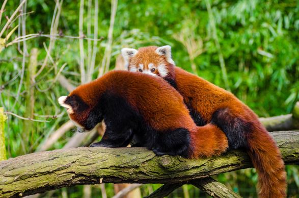 wild nature picture modern realistic dynamic red panda
