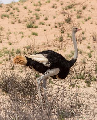 wild nature picture ostrich desert scene