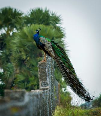 wild nature picture perching peafowl 