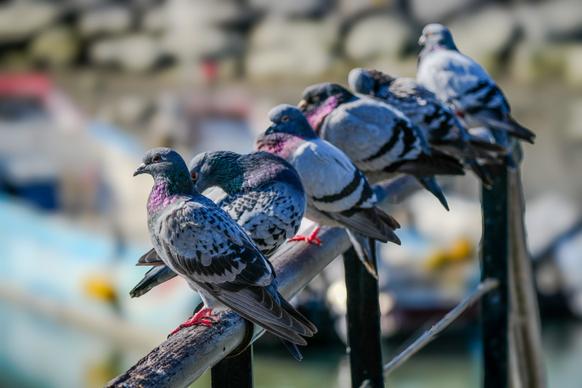 wild nature picture perching pigeon flock
