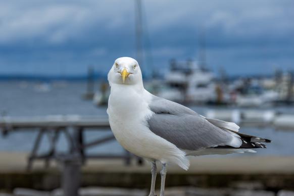 wild nature picture perching seagull 