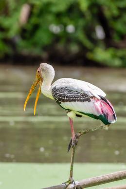 wild nature picture perching stork closeup