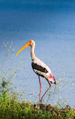 wild nature picture perching stork lake scene
