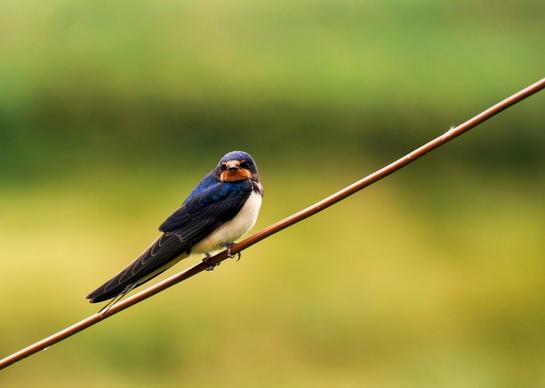 wild nature picture perching tiny swallow closeup