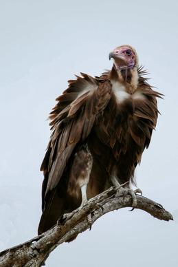 wild nature picture perching vulture scene