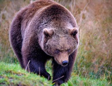 wild nature picture powerful brown bear 