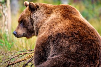 wild nature picture realistic brown bear 