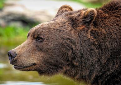 wild nature picture realistic brown bear closeup