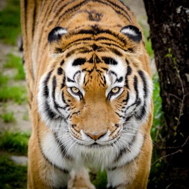 wild nature picture realistic tiger