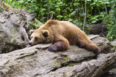 wild nature picture relaxing brown bear scence